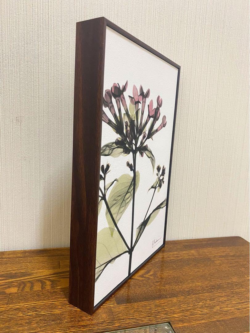 XーREY キャンパスアート　ブバルディア Amazon.co.jp: X-RAY キャンバスアート ブバルディア 絵画 植物